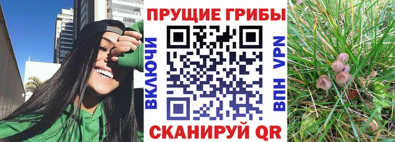 дарнет шоп  Болотное  Галлюциногенные грибы Cubensis 